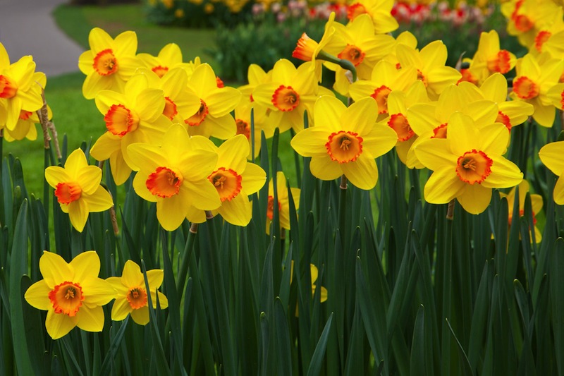 flowers